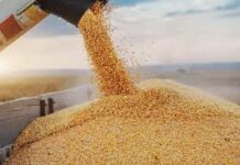 Acuerdan comercializadores comprar 1.1 millones de toneladas de maíz en Sinaloa / Por Alicia Valverde