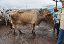 Dispersan 40.4 millones de moscas estériles de gusano barrenador en Chihuahua para proteger el hato y reanudar exportaciones a EU / Por Alicia Valverde