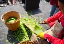 Invitan a celebrar la historia, identidad y patrimonio biocultural en la Feria del Nopal 2026 en la CDMX