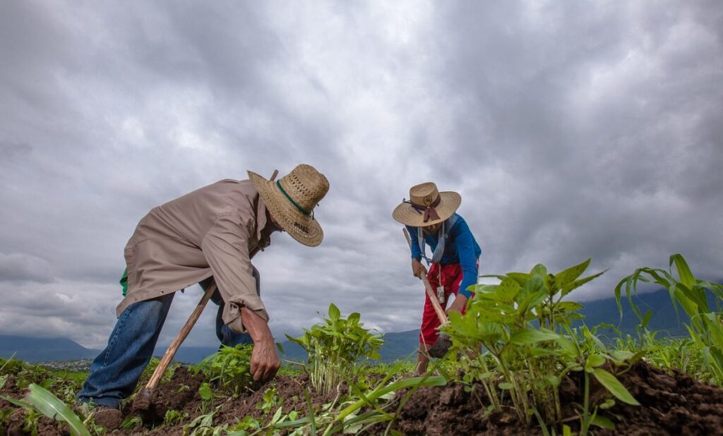 Campo-mexicano-economia-agricultura-campesinos-sembrar-siembra-jovenes-campo-1024x618-1
