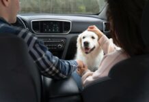 Exigen certificado de inspección para perros y aves importados de EU que garantice que están libres del gusano barrenador / Por Alicia Valverde