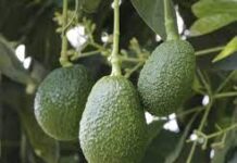 Reanudan parcialmente las exportaciones de aguacate a EU