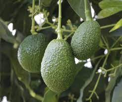 aguacate-2