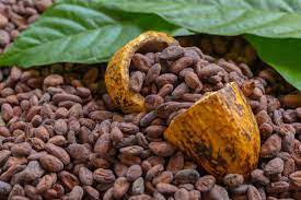 cacao2