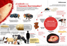 Advierten crisis de salud pública por incremento de contagios de miasis en humanos / Por Alicia Valverde
