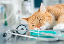 Más del 50% de los mexicanos perdió en la infancia a su primer gato, perro o ave: Duelo Animal
