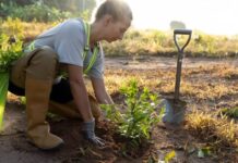 Arranca Programa de Reforestación Urbana en la CDMX; para 2030 habrá más de un millón de árboles