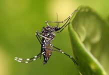 El problema de los mosquitos en Europa es cada vez más difícil de controlar