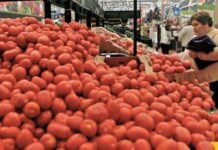 Otorgan 48 créditos a productores de jitomate a través de bancos e intermediarios financieros / Por Alicia Valverde