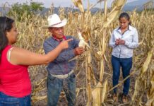 Destinan 4 mil mdp para incentivos a productores de maíz blanco de Sinaloa / Por Alicia Valverde