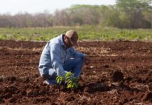 Suelo sano: Bimbo y especialistas impulsan la agricultura regenerativa