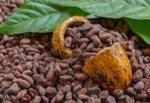 Prevén que las ventas de chocolate crecerán 8% en este año, impulsadas por valor agregado / Por Alicia Valverde