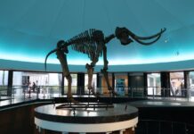 Descubre la ciencia, la naturaleza y la imaginación en el Museo de Historia Natural y Cultura Ambiental de la CDMX