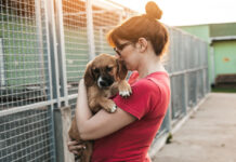Inicia Programa de Adopción Responsable en la CDMX para que perritos encuentren un hogar seguro y permanente