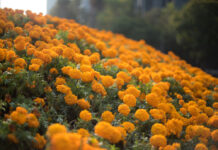 Impulsan en la Ciudad de México venta de cempasúchil producido en el Suelo de Conservación