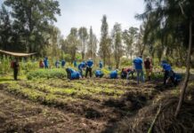 Ford México contribuye al rescate ecológico / Por Diana Domínguez Galván