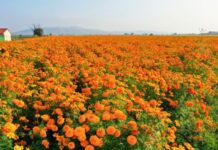 Florece la tradición del Día de Muertos en la CDMX con cempasúchil de Xochimilco