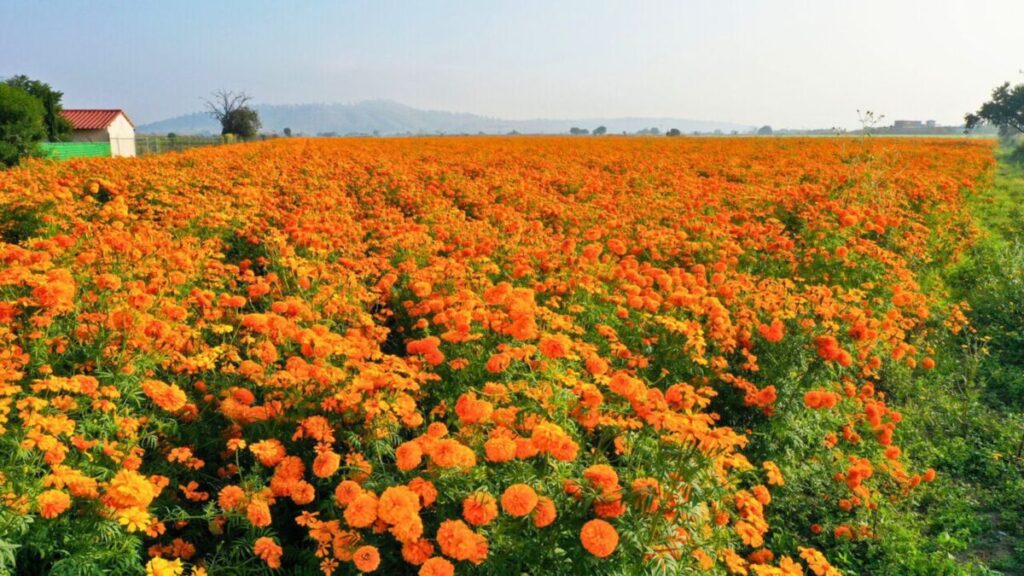 campos-de-cempasuchil-1200x675jpg-1024x576-1